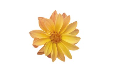 Parlak, güzel, pembe, sarı yıldız çiçeği beyaz izole arka planda.