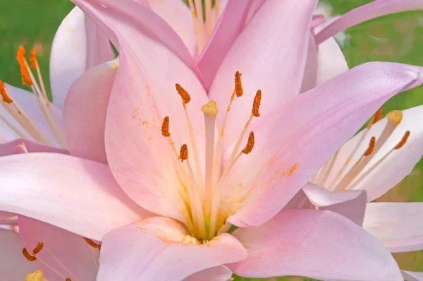色彩艳丽的粉红百合花 黄色雄蕊 绿色背景 — 图库照片