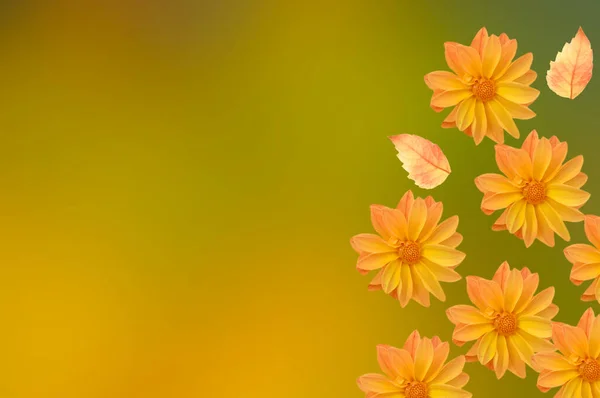 Ljus Vacker Blommig Bakgrund Ljusa Rosa Gula Dahlia Blommor Med — Stockfoto