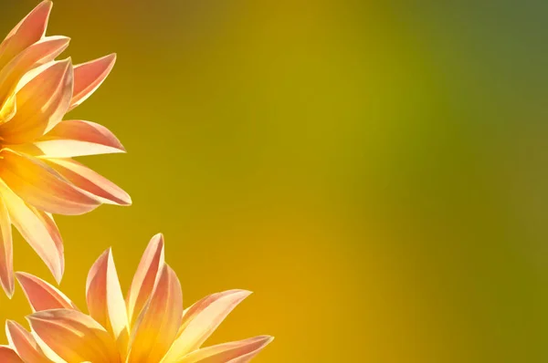 明るいピンクの黄色の太陽のダリアの花びらの明るい美しい花の背景抽象的な黄色の緑の背景にクローズアップ — ストック写真