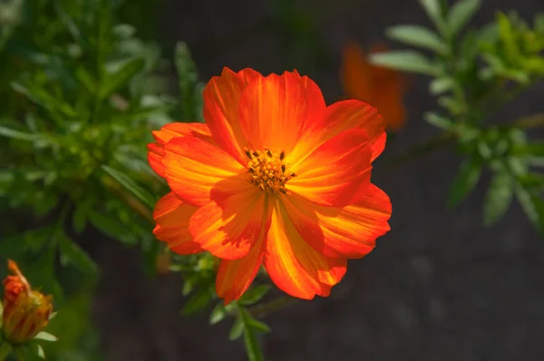 Lumineux Beau Rouge Vif Fleur Orange Cosmos Gros Plan Sur — Photo