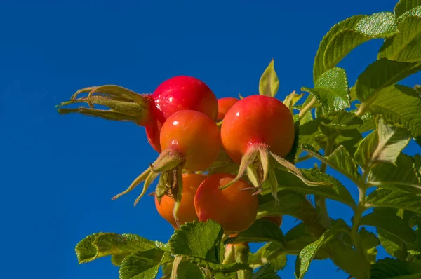 Hanches Rouges Rose Vif Sur Une Branche Avec Des Feuilles — Photo