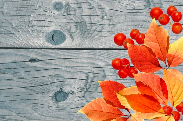 Sonbahar kırmızı portakal yapraklarının parlak güzel arka planı, eski ahşap bir mavi duvarın arka planında Rowan çilekleri.