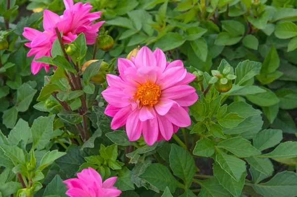 Belles Fleurs Roses Lumineuses Dahlia Gros Plan Sur Fond Feuilles — Photo