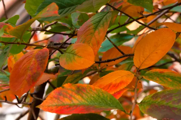 Outono Colorido Amarelo Brilhante Laranja Vermelho Verde Folhas Ramo Árvore — Fotografia de Stock