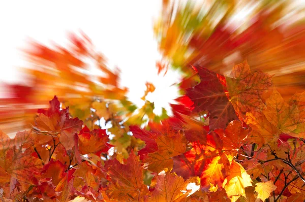 Gestileerde Esdoorn Herfst Kleurrijke Helder Geel Oranje Rode Bladeren Een — Stockfoto