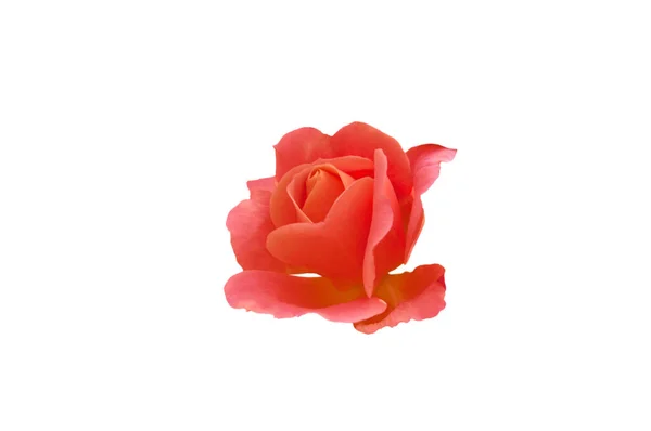 Одна Красивая Розово Оранжевая Роза Белом Изолированном Фоне — стоковое фото