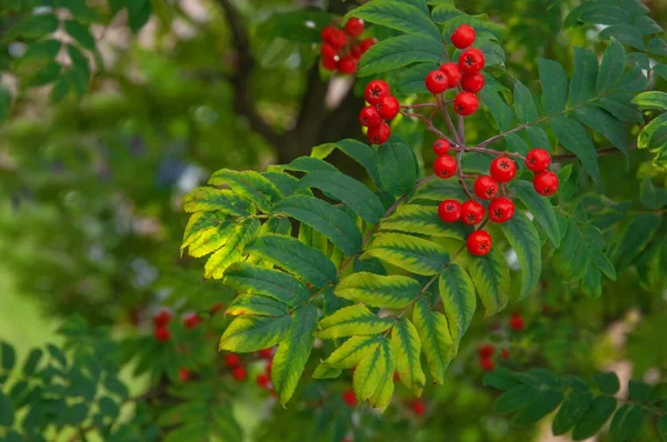 Rowan 'ın güzel bir dalı ve güneşte kırmızı böğürtlenleri var. Sonbahar yapraklarının arka planında.