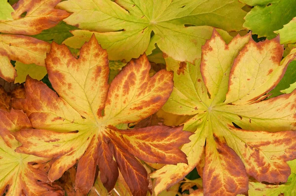 Яркие Коричнево Желто Зеленые Осенние Листья Солнце — стоковое фото