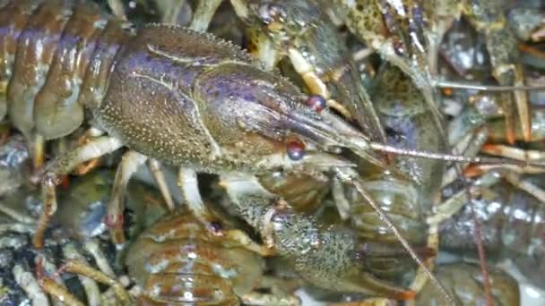 Hidup Udang Sebelum Memasak Latar Belakang Crayfish Segar — Stok Video