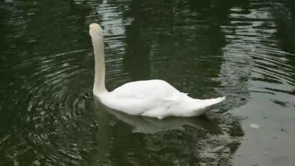 Swan Spring Beautiful Waterfowl Swan Lake Spring Lake River Swan — ストック動画