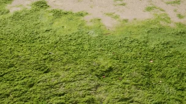 Beach Full Green Algae Seaweed Sea Storm Ecological Catastrophe — Video Stock