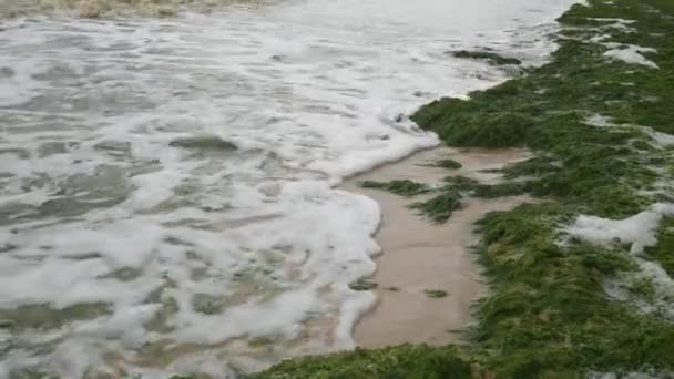 Beach Full Green Algae Seaweed Sea Storm Ecological Catastrophe — Vídeo de Stock