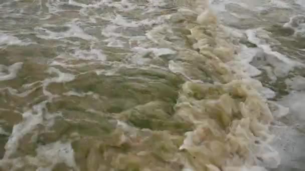 Beach Full Green Algae Seaweed Sea Storm Ecological Catastrophe — Vídeo de Stock