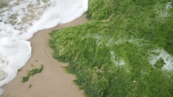 Beach Full Green Algae Seaweed Sea Storm Ecological Catastrophe — 图库视频影像