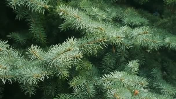 Green Pine Branch Moving Strong Wind Close View Spruce Tree — Stock Video