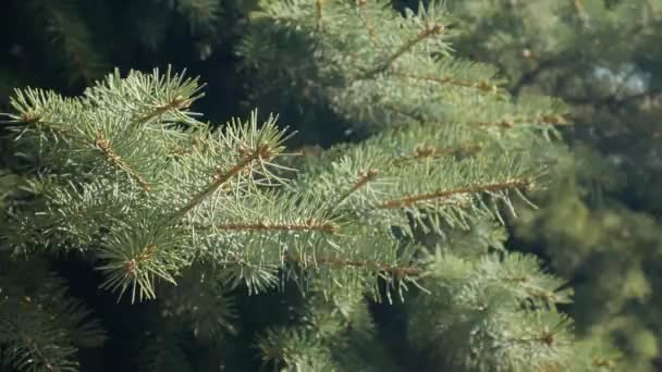 Green Pine Branch Moving Strong Wind Close View Spruce Tree — Wideo stockowe