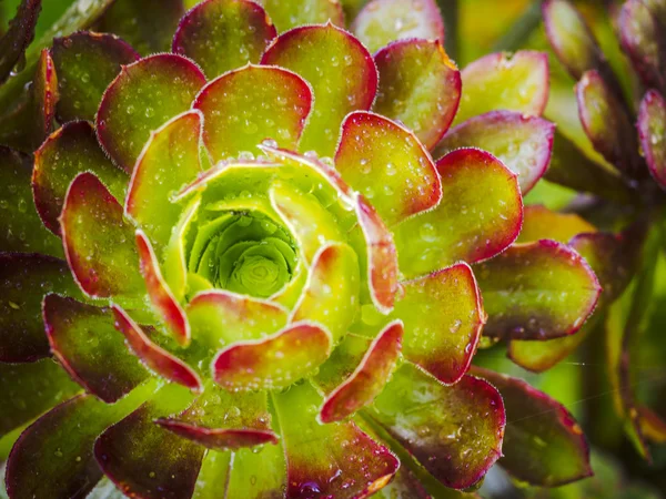 Makro auf Blume — Stockfoto