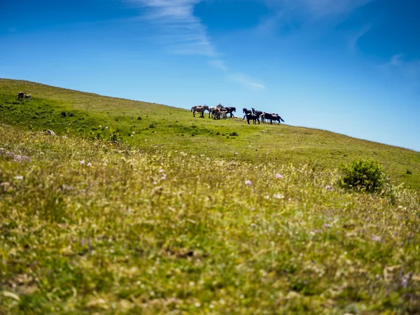 Italienska hästar medan de äter gräset på fältet — Stockfoto