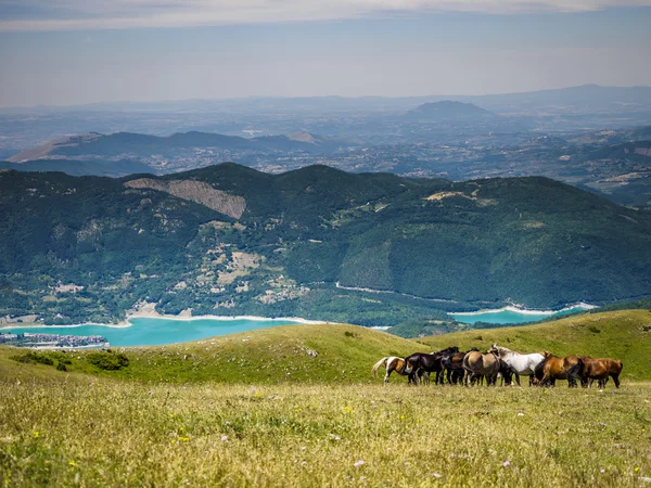 Итальянские лошади во время поедания травы в поле — стоковое фото