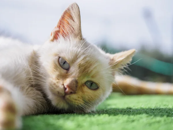 Young cat yawning — Stock Photo, Image