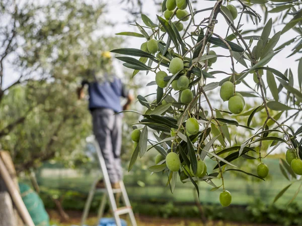 Traditionella olivskörden i Italien — Stockfoto