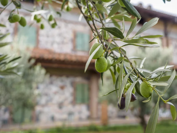 Traditional olive harvest in Italy