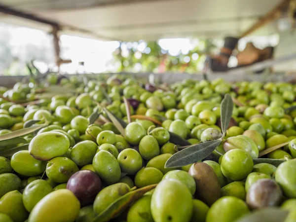 Traditionele Olijven oogst in Italië Rechtenvrije Stockafbeeldingen