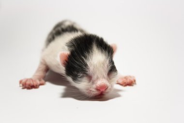 Beyaz bir arka plan üzerinde yeni doğmuş yavru