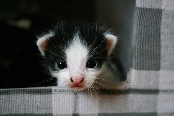 Gatinho olha para fora de casa — Fotografia de Stock