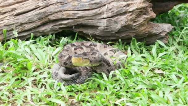 Gödör vipera figyel ő cél harapni. Tagállamban, Lara, Venezuela — Stock videók