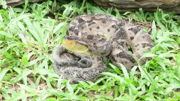 Pit Viper mirando a su objetivo para morder . — Vídeo de stock