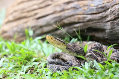 Ferdelance Pit Viper in the Rain Forest clipart
