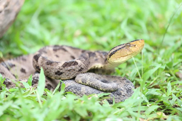 Ferdelance 蝮蛇在雨林里 — 图库照片