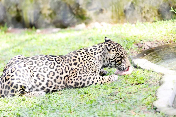 Ягуар ест свою молитву — стоковое фото