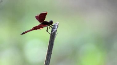Bambu çubuk üzerinde tünemiş yusufçuk