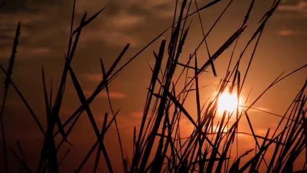 Cañas silueta al atardecer — Vídeos de Stock