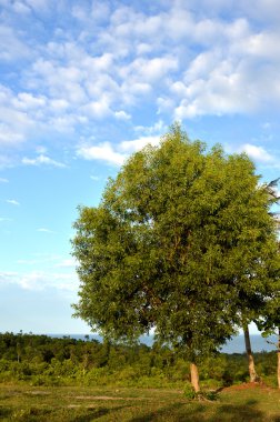 büyük ağaç mavi gökyüzü