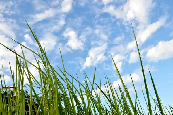 Erba erba sotto il sole — Foto Stock