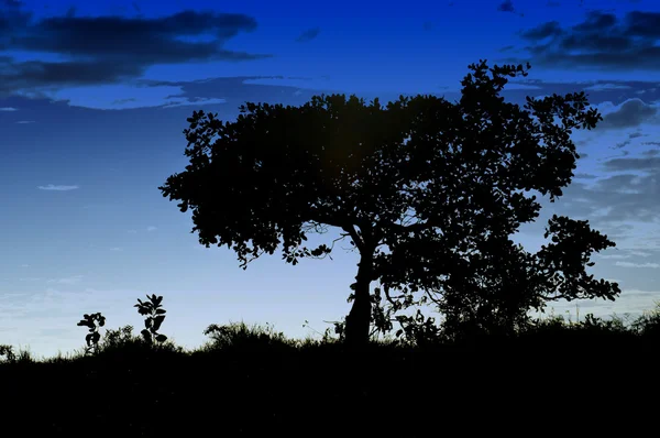 Silhouettes d'arbres — Photo