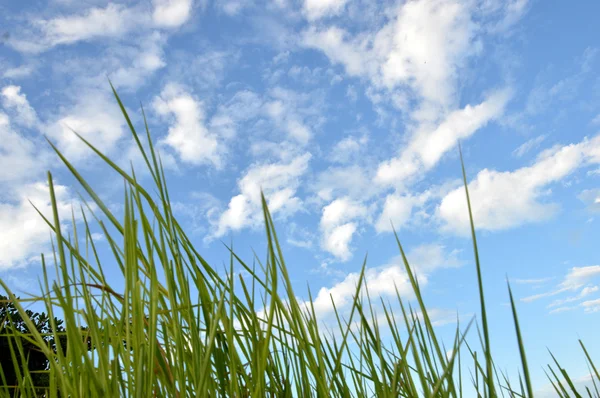 Ogräs gräs i solskenet — Stockfoto