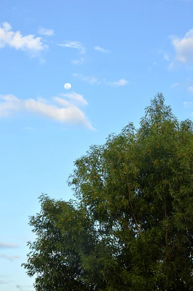 Árbol grande contra el cielo azul — Foto de Stock