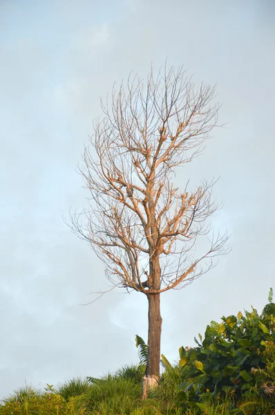 Ramas secas en un árbol grande —  Fotos de Stock