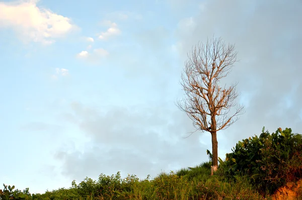 Dried branches on a big tree — Stock Photo, Image