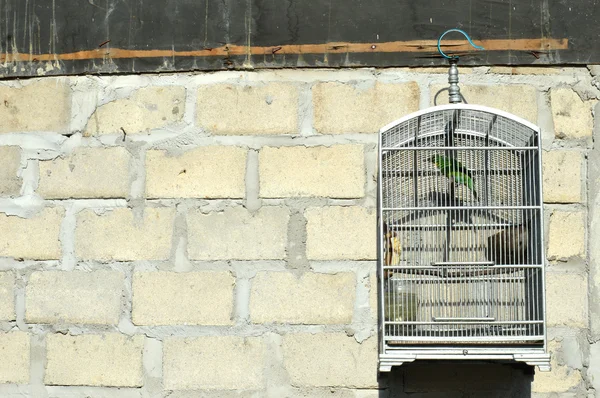 Pájaro en una jaula —  Fotos de Stock