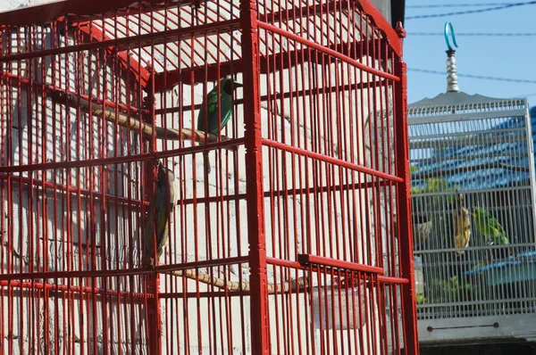 Oiseau dans une cage — Photo