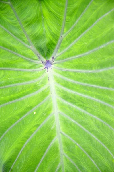 Detailed texture green taro leaf — Stock Photo, Image