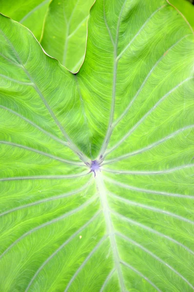 Detaillierte Textur grünes Taroblatt — Stockfoto