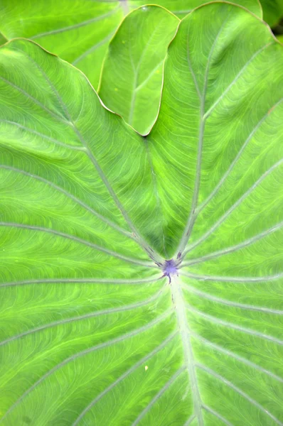 Детальна текстура зеленого листя таро — стокове фото