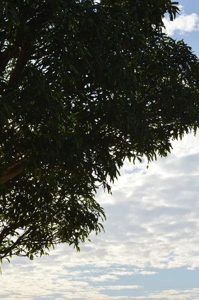 Большое дерево на фоне голубого неба — стоковое фото